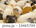 モルモットの群れ 19465789