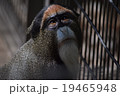 猿 19465948