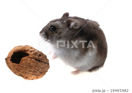 dzungarian mouse and walnut 19465982