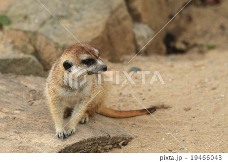 small meercat resting small meercat resting 19466043