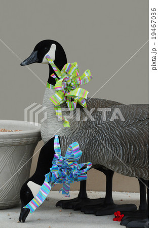 Canada Geese decoys with ribbons 19467036
