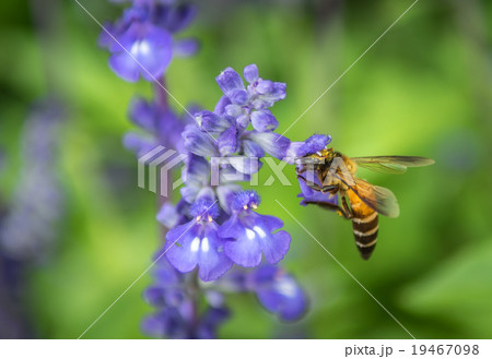 Bee swarm the flowers in the garden 19467098