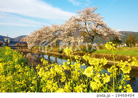余呉湖の桜の写真素材