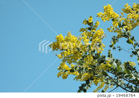 サンカクバアカシア 19468764