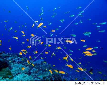 ハナダイの群れ 19468767