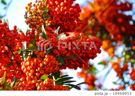ピラカンサの実(京都市) ピラカンサの実(京都市) 19469053