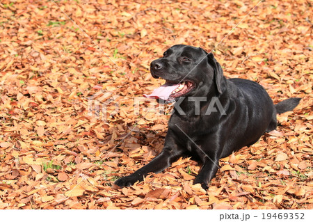 秋だねぇ♪ 19469352