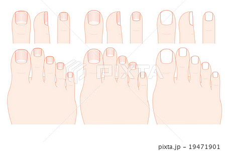 足の指と爪のイラスト素材