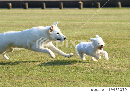 待て待て~!!! 待て待て~!!! 19475059