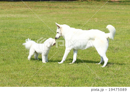 こんぬづは♪ こんぬづは♪ 19475089