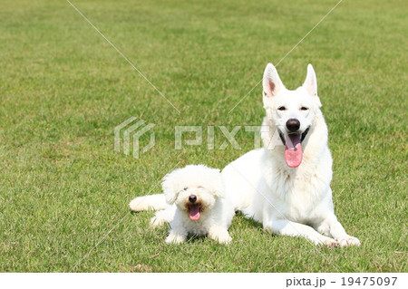 仲良し♪ 19475097