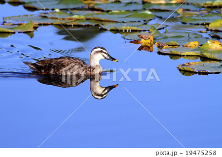 カルガモ 19475258