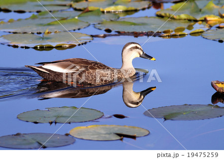 カルガモ カルガモ 19475259