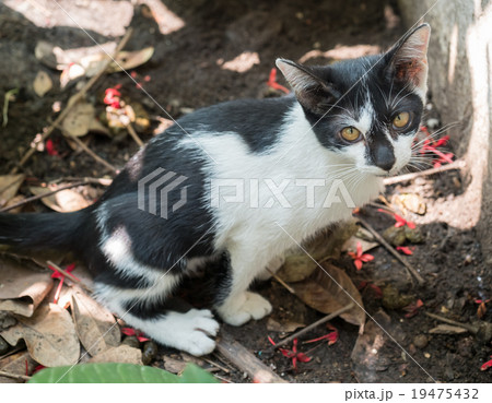 Little cute kitten in toilet position Little cute kitten in toilet position 19475432