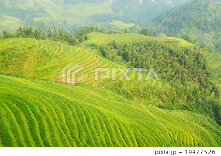 Green rice field 19477526