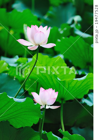 Two Lotus flowers 19477528