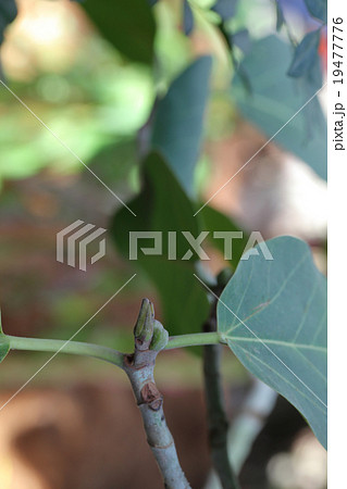 ベンガルゴムの新芽 ベンガルゴムの新芽 19477776