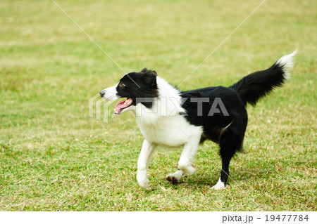 Border collie dog running 19477784