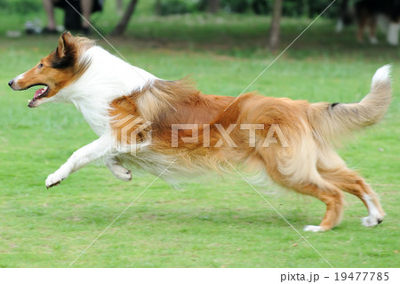 Dog running 19477785