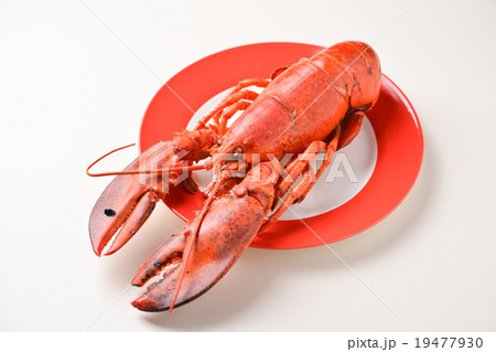 ロブスター レッドロブスター エビ クリスマス パーティー イベント シュリンプ ロブスター レッドロブスター エビ クリスマス パーティー イベント シュリンプ 19477930