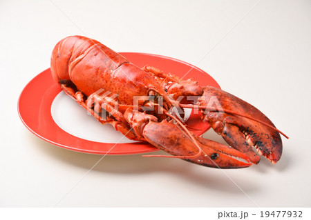 ロブスター　レッドロブスター　エビ　クリスマス　パーティー　イベント　シュリンプ 19477932