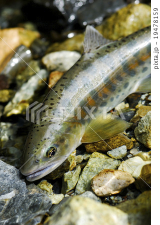 やまめ やまめ 19478159