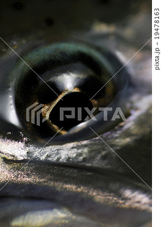 やまめの眼 やまめの眼 19478163