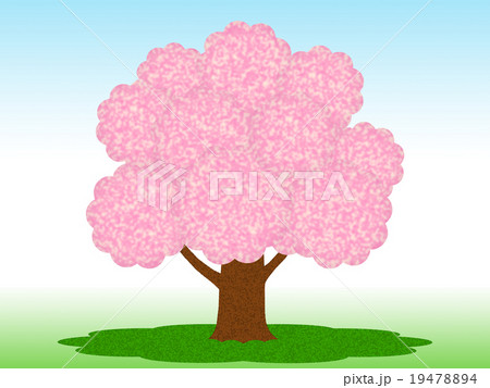 桜の木 19478894