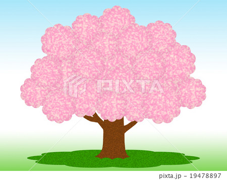 桜の木 19478897