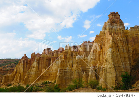 Soil forest 19479347