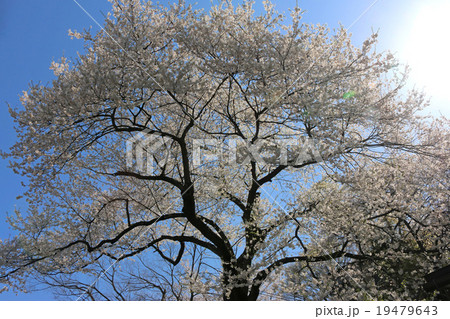 太夫桜(たゆうざくら) 19479643