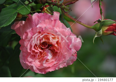 鮮やかなアウグスタルイーゼ 19480177