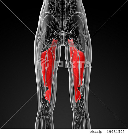 medical  illustration of the abductor magnus 19481595