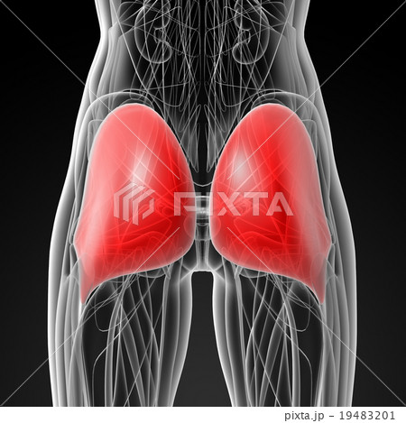 medical illustration of the gluteus maximus medical illustration of the gluteus maximus 19483201