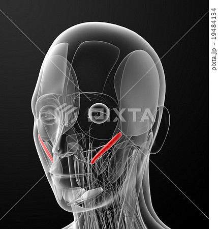 medical  illustration of the zygomaticus minor 19484134