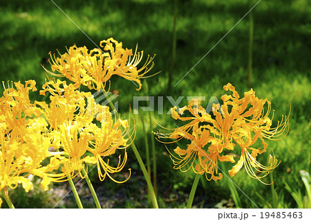 彼岸花 彼岸花 19485463