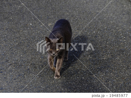 アスファルトの灰猫 19485977