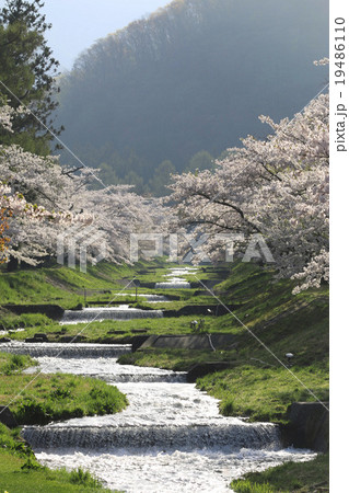 観音寺川の桜並 19486110
