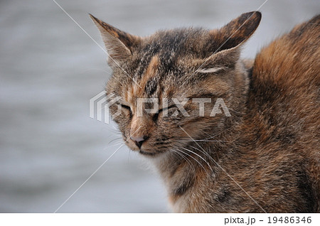 目をつぶるサビ猫の写真素材