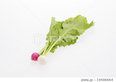 かぶ かぶ 19486664