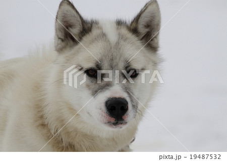 グリーンランドドック 19487532