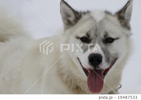 グリーンランドドック 19487533