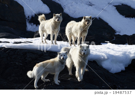 グリーンランドドック 19487537