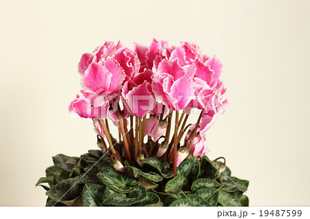 シクラメン 19487599