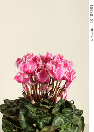シクラメン 19487601
