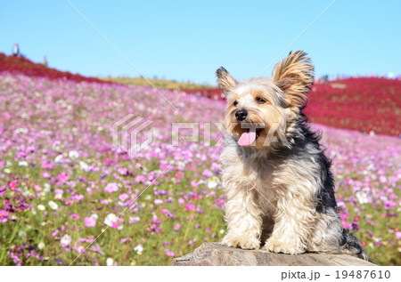お花畑だね♪ 19487610