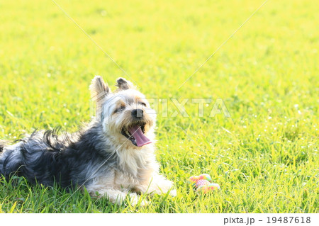 ちょっち休憩♪ 19487618