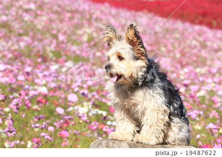 綺麗だねぇ♪ 綺麗だねぇ♪ 19487622