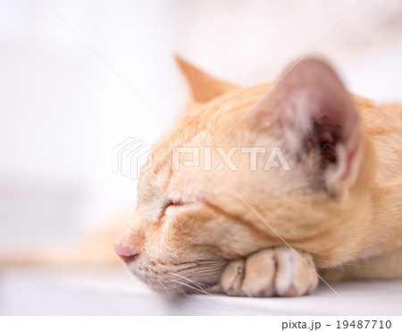 眠たい子猫 19487710
