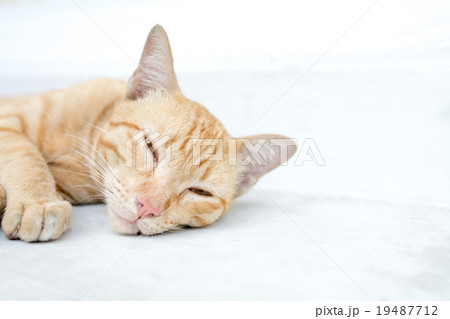 眠たい子猫 眠たい子猫 19487712